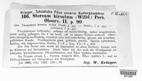 Stereum hirsutum image